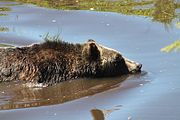 25 - Grouse Mountain - IMG_1539